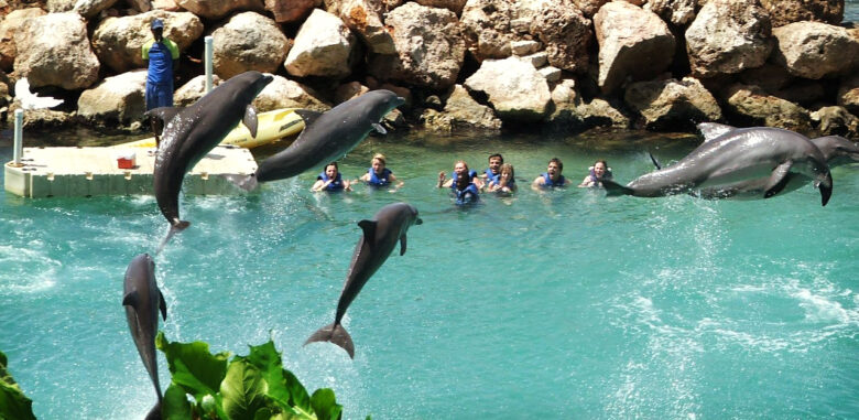 Dolphin’s Cove in Montego Bay