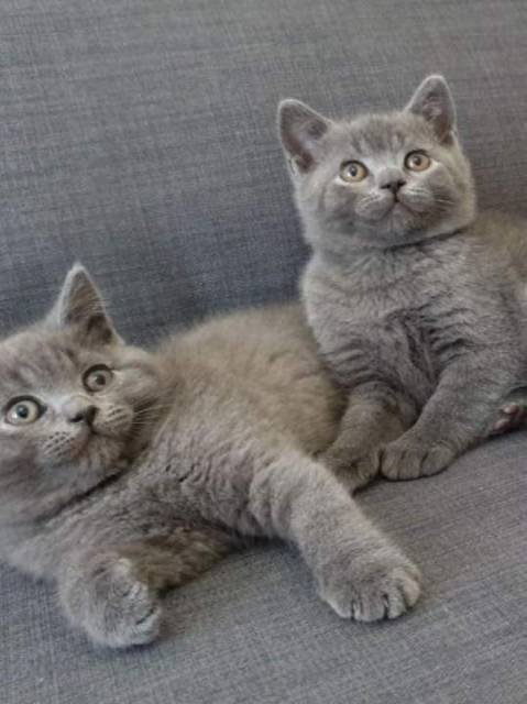 Blue British Shorthair On Active Reg