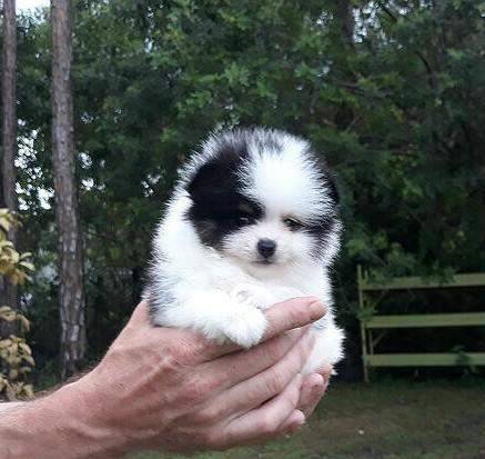 Teacup Pomeranian Puppies For Sale