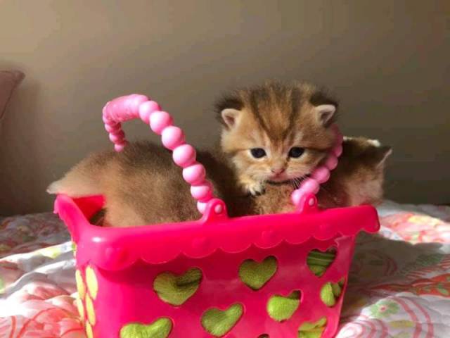 British Shorthair Kittens Ready For Sale