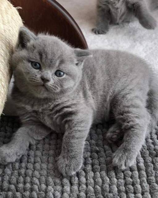 Blue British Shorthair On Active Reg