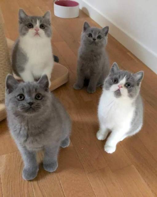 Blue British Shorthair On Active Reg