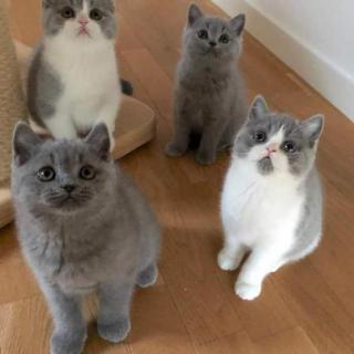 Blue British Shorthair On Active Reg