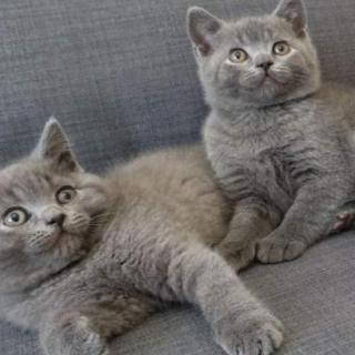 Blue British Shorthair On Active Reg