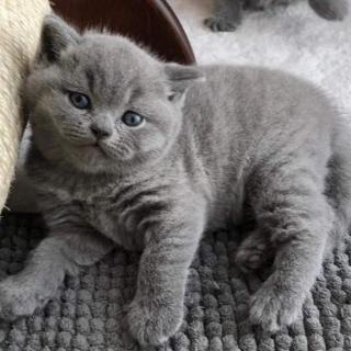 Blue British Shorthair On Active Reg