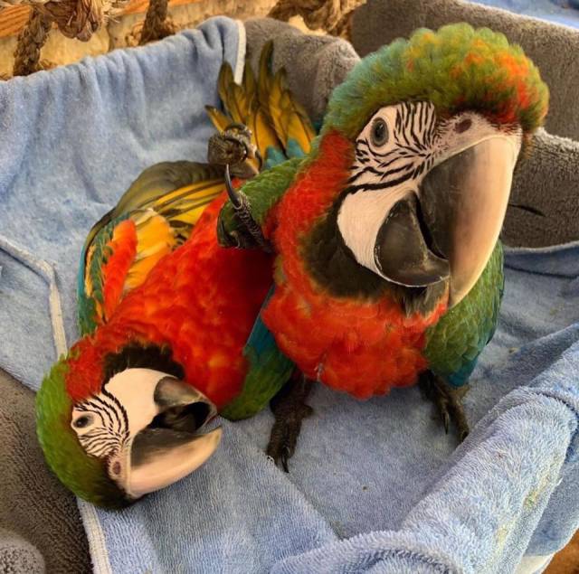 Macaw Parrots And Fertile Parrots Eggs