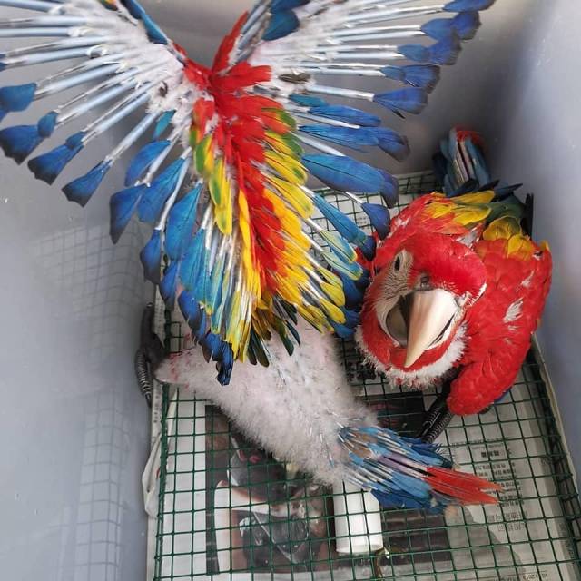Macaw Parrots And Fertile Parrots Eggs