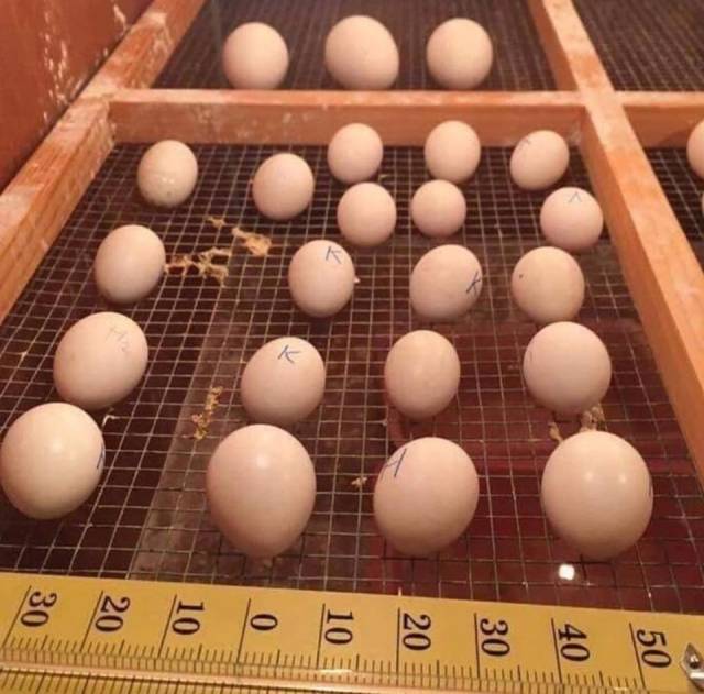 Macaw Parrots And Fertile Parrots Eggs