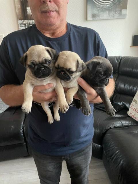 Beautiful pug puppies for sale