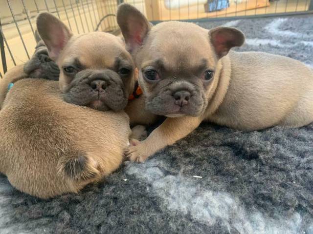 Gorgeous litter of 5 french bulldog puppies
