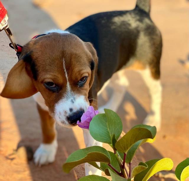 Beagle puppies for adoption