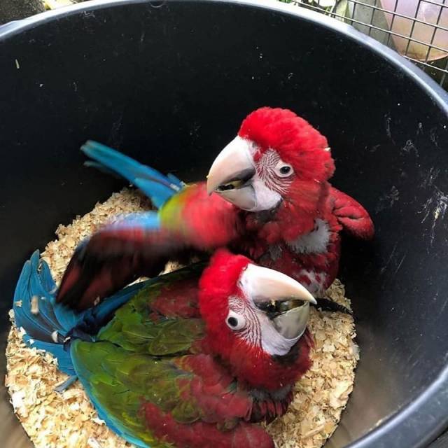 Macaw Parrots And Fertile Parrots Eggs