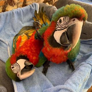 Macaw Parrots And Fertile Parrots Eggs