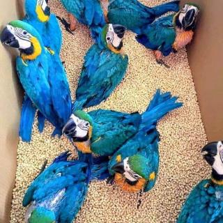 Macaw Parrots And Fertile Parrots Eggs