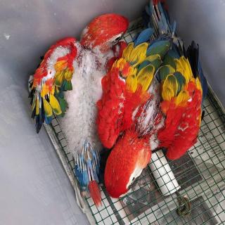 African Grey Parrots And Fertile Parrot Eggs