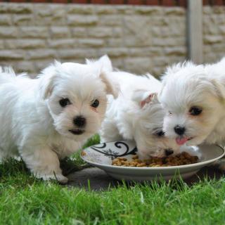 Chunky Maltese puppies
