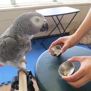African Grey Parrots And Fertile Parrot Eggs