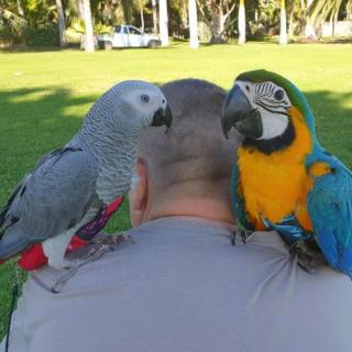 Parrots And Fertile Parrots Eggs