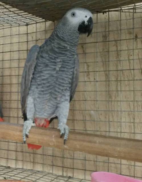 Congo African grey