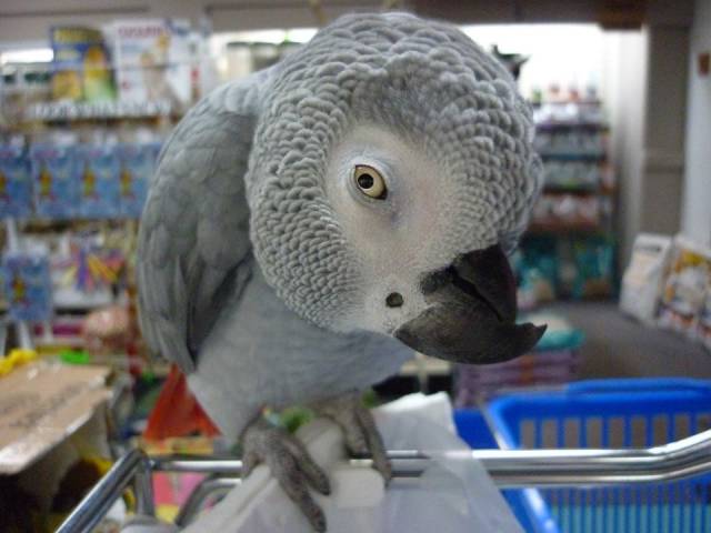 Congo African grey
