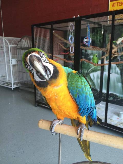 Adult Blue and Gold