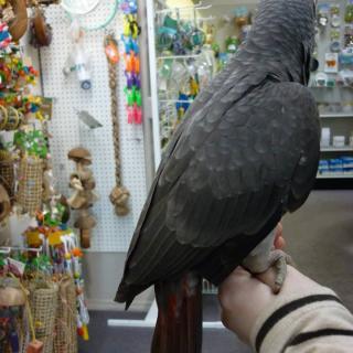 Congo African grey
