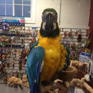 Adult Blue and Gold