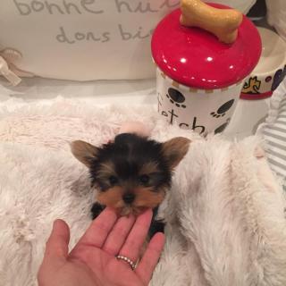 tiny yorkshire terrier