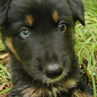 Adorable German sherpherd puppies available
