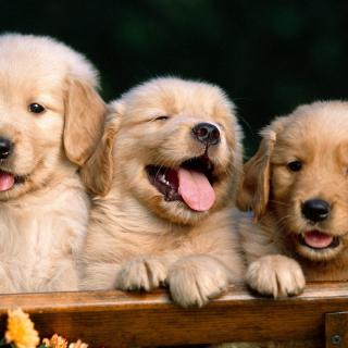 10 week Golden retriever puppies available